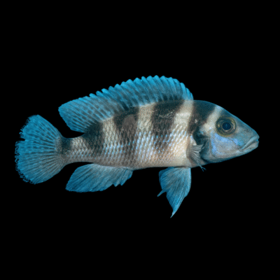 10 x Lamprologus Tretocephalus 4cm