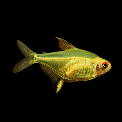 30 x Lemon Tetra 3cm