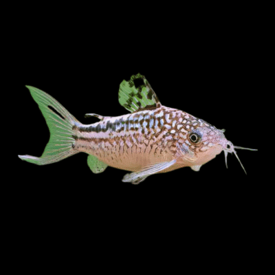 30 x Nanus Corydoras 3cm