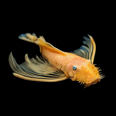 6 x Lemon Blue Eye Long Fin Bristlenose 4cm