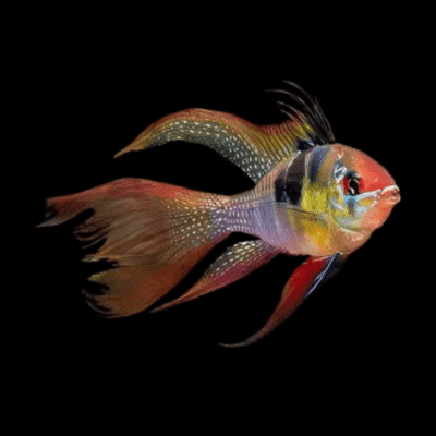 10 x Long Fin Blue Ram Cichlid 4cm