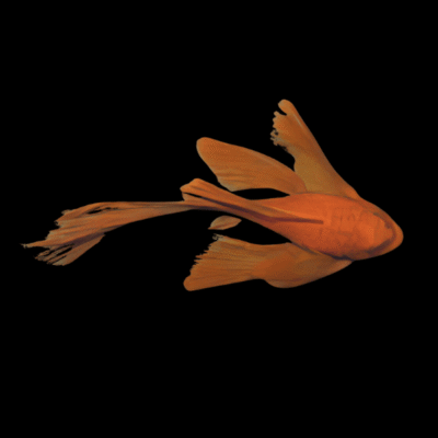 10 x Super Red Long Fin Bristlenose 5cm