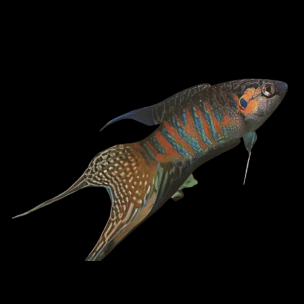 25 x Paradise Fish 5cm