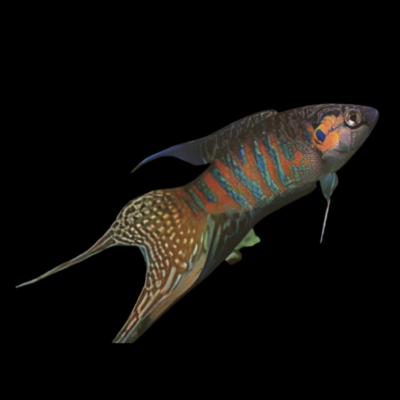 25 x Paradise Fish 5cm