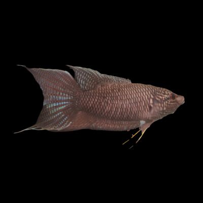 25 x Black Paradise Fish 5cm