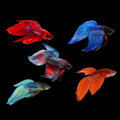 20 x Assorted Standard Male Betta XL
