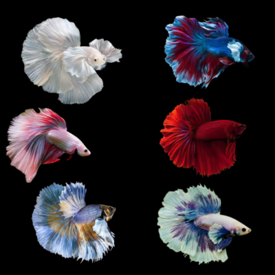 6 x Assorted Elephant Ear Male Betta XL