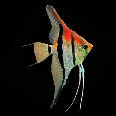 10 x Manacapuru Angelfish 4cm