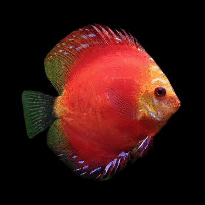6 x Red Marlboro Discus 9cm