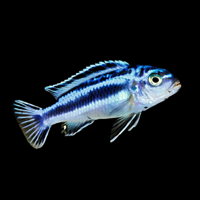 15 x Melanochromis Maingano 5cm