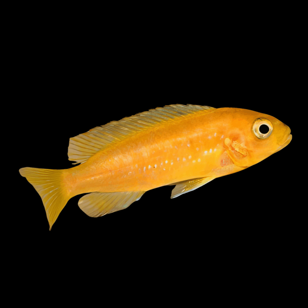 15 x Melanochromis Johanni Red 5cm