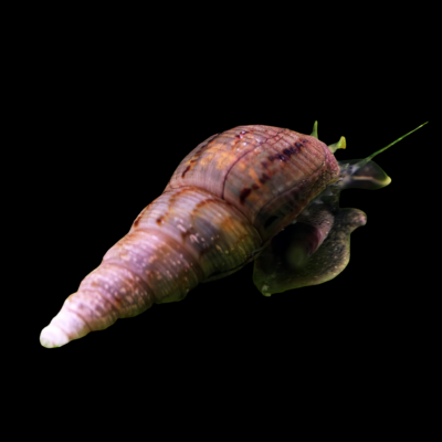 40 x Malaysian Trumpet Snail Melanoides 2cm