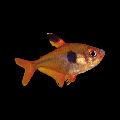 30 x Serpae Tetra 2,5-3cm