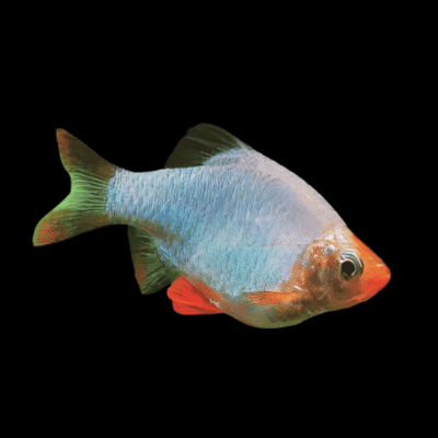 20 x Platinum Tiger Barb 4cm