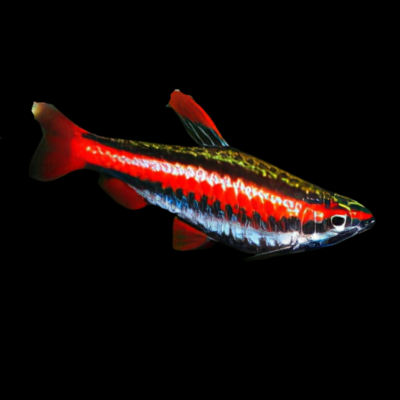 20 x Super Red Beckfordi Pencil Fish 2.5cm