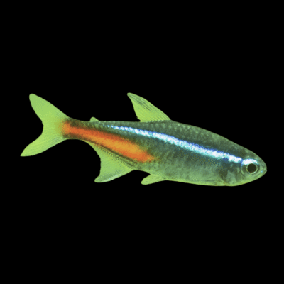 50 x Green Neon Tetra 2cm