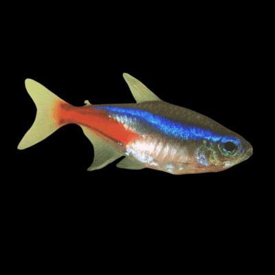 60 x Neon Tetra 2-2,5cm