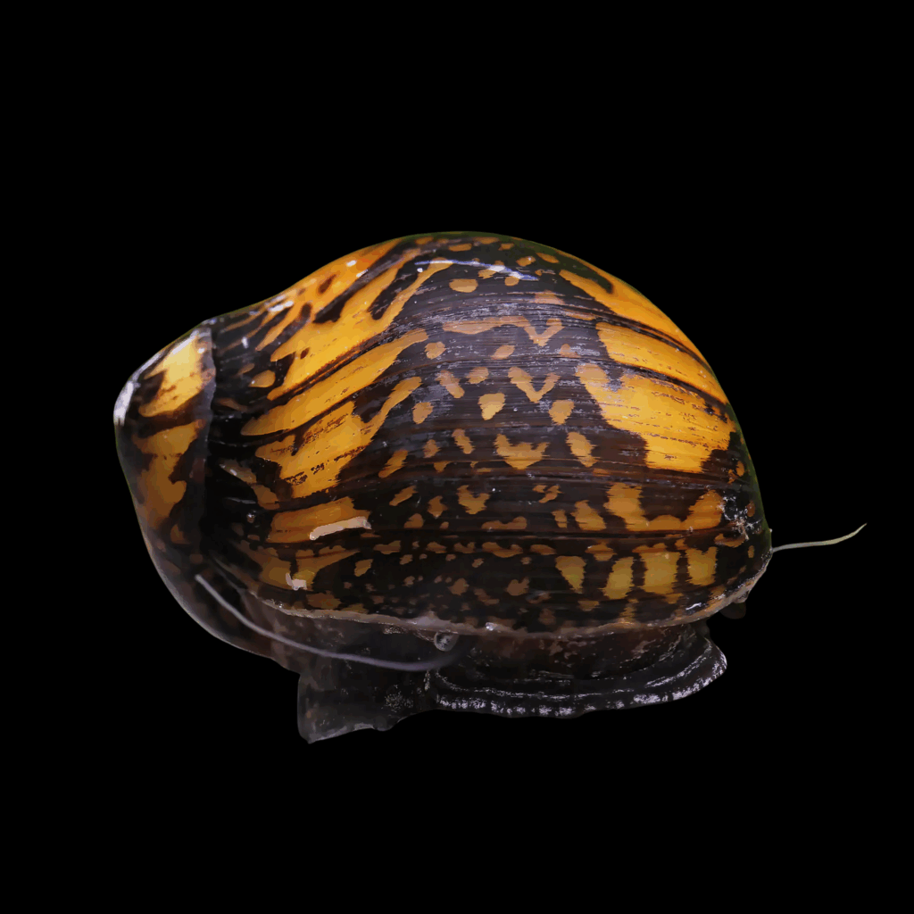 40 x Batik Snail Nerite 1.5cm