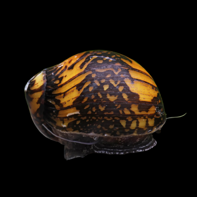 40 x Batik Snail Nerite 1.5cm