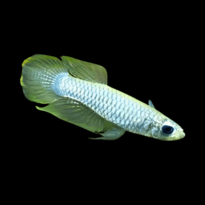 30 x Lampeye Norman's 1,5-2cm