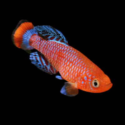 30 x Nothobranchius Rachovii 2.5-3.5cm