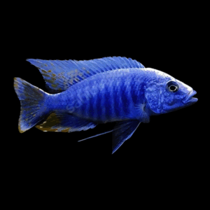 10 x Aulonocara Nyassae Blue Peacock 5cm