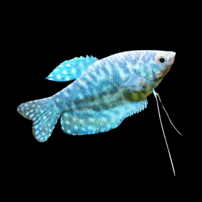 21 x Opaline Gourami 4-5cm