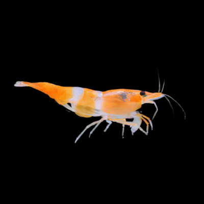 30 x Orange Rili Shrimp Neocaridina 1.5cm