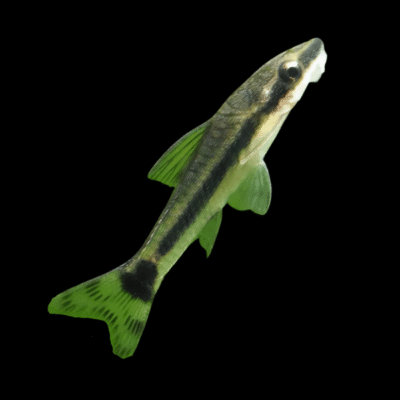 20 x Otocinclus Affinis 3-4cm