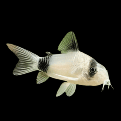 30 x Panda Cory 2-2.5cm