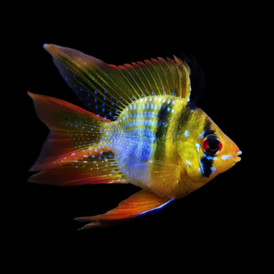 10 x Balloon Blue Ram Cichlid 3cm
