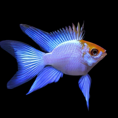 10 x Balloon Electric Blue Ram Cichlid 3cm