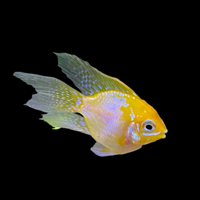 10 x Long Fin Balloon Gold Ram Cichlid 3cm