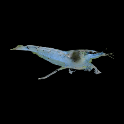 30 x Blue Pearl Shrimp Neocaridina 1.5cm