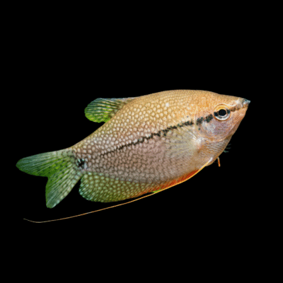 21 x Pearl Gourami 4-5cm