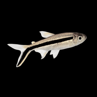 25 x Penguin Tetra 3-3,5cm