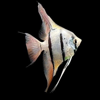 10 x Peruvian Altum Angelfish 4cm