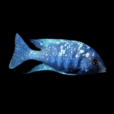 10 x Star Sapphire Cichlid 5cm