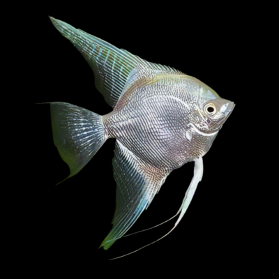 20 x Platinum Angelfish 4cm