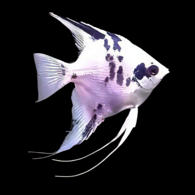 10 x Panda Angelfish 4cm