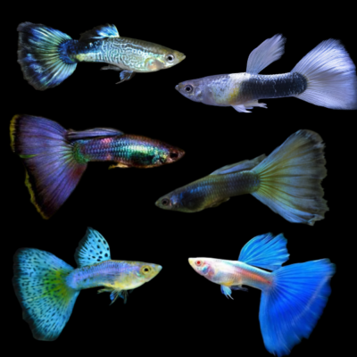 25 x Assorted Blue Male Guppy 3-4cm