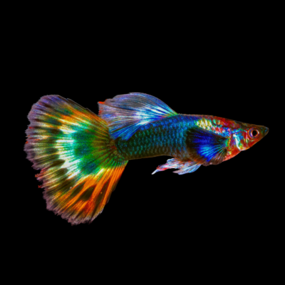 25 x Rainbow Male Guppy 3-4cm