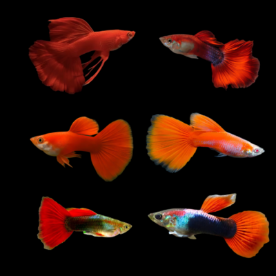 25 x Assorted Red Male Guppy 3-4cm