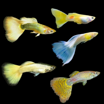 25 x Assorted Yellow Male Guppy 3-4cm