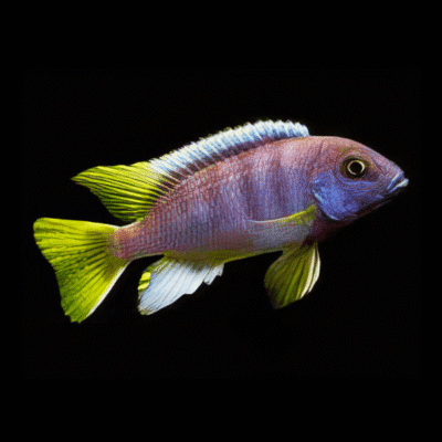 15 x Acei Yellow Tail 5cm
