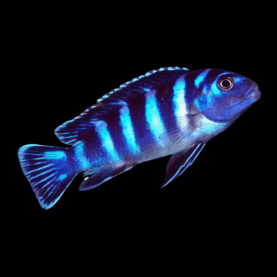 10 x Pseudotropheus Demasoni Cichlid 4cm