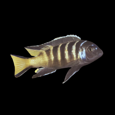 10 x Pseudotropheus Elongatus Chailosi 5cm