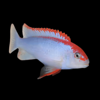 10 x Pseudotropheus Ndumbi Red Top Cichlid 5cm