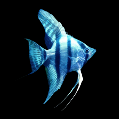 20 x Blue Angelfish 4cm
