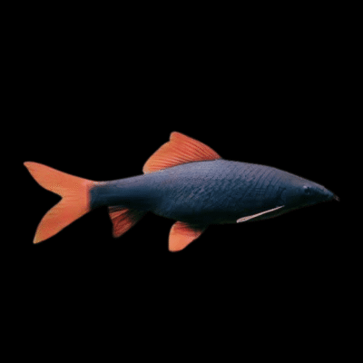20 x Rainbow Shark 4-6cm